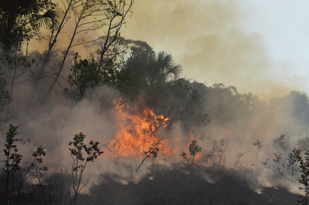 Incêndio atinge parque estadual no Rio de Janeiro