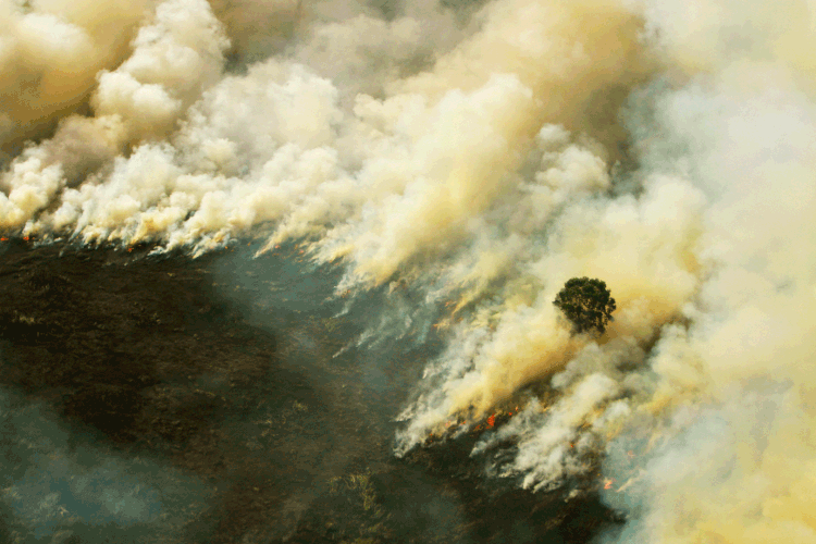 Indonésia: um terço dos focos de calor estão em concessões de óleo de palma (17%), fábricas de papel (11%) ou madeira (3%) (Antara Foto/Bayu Pratama S/Reuters)