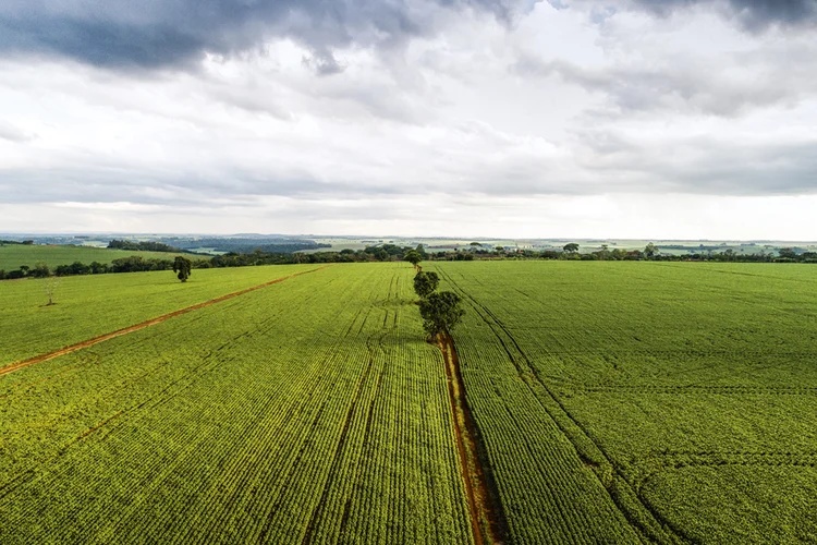 Produção de soja no Brasil: um campo fértil para os bioinsumos (Sergio Ranalli/Pulsar)