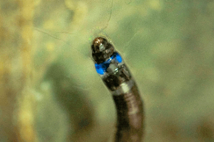 Animais: apenas as larvas da espécie Neoceroplatus betaryiensis conseguem emitir luz (Henrique Domingos / IPBio/Divulgação)