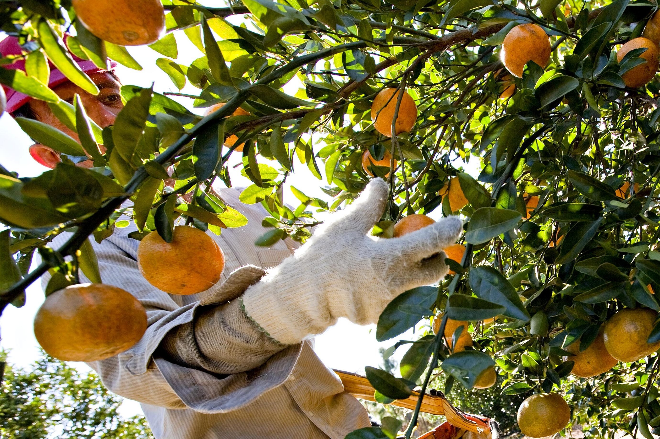 Produção de laranja no Brasil deve cair para menor nível em 36 anos na safra 2024/25, diz USDA