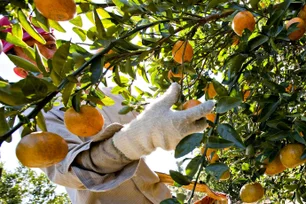 Imagem referente à matéria: Produção de laranja no Brasil deve cair para menor nível em 36 anos na safra 2024/25, diz USDA