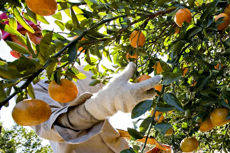 Cerca de 30% da safra de laranja do Brasil e 15% dos campos de café arábica são irrigados (Matt Stroshane/Bloomberg)