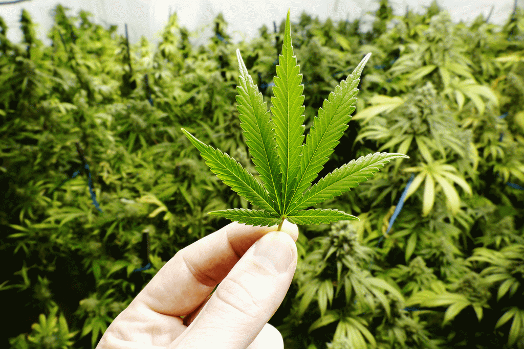 Cannabis medicinal no SUS mostra crescimento de soluções naturais na saúde
