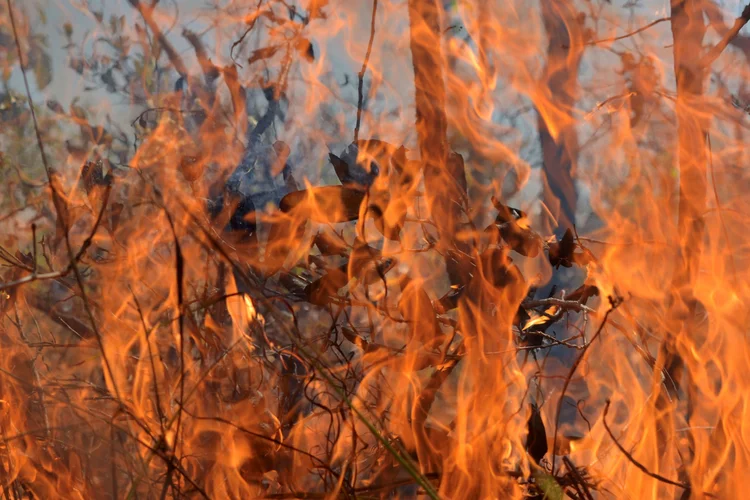 Pantanal: Corumbá (MS) é hoje a cidade com mais focos de queimadas, 3.180 --597% a mais do que no mesmo período de 2018. (Lucas Landau/Reuters)