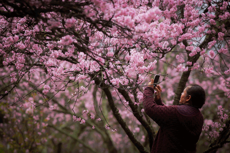 Primavera: estação do ano é marcada por temperaturas amenas antes da chegada do verão (NurPhoto / Colaborador/Getty Images)