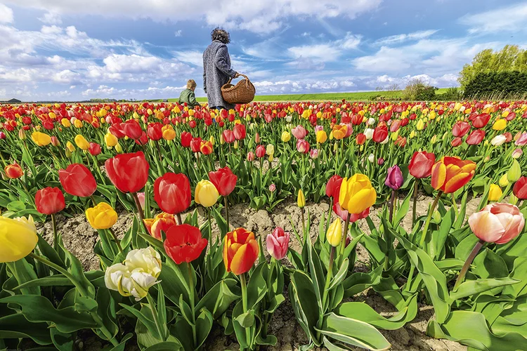 Plantação de tulipas na Holanda: 80% das flores vendidas no Reino Unido vêm do país vizinho  (Clickalps/AGB Photo)