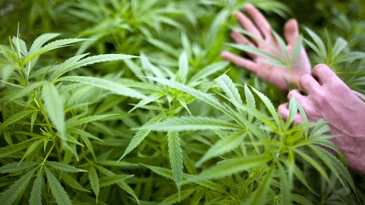 Cannabis: apesar da regulamentação da Anvisa, medicamentos à base da erva são caros e sujeitos à variação cambial do dólar (Alessandro Vieira/Getty Images)