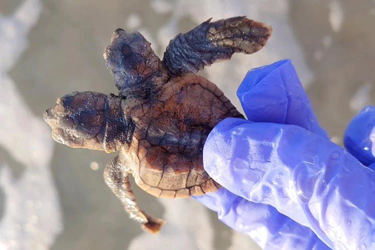 Répteis: tartaruga com bicefalia é encontrada na Carolina do Sul (Sea Turtle Patrol Hilton Head Island/Reprodução)