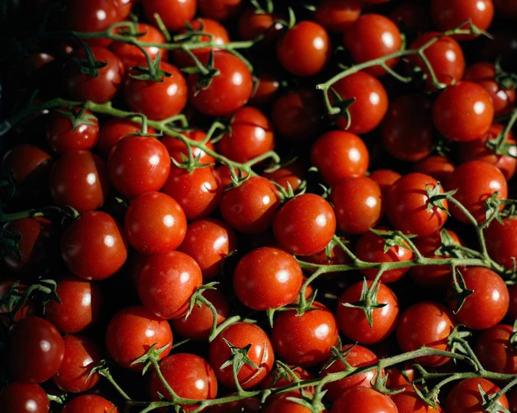 Cientistas criam tomate transgênico com vitamina D equivalente a de 2 ovos