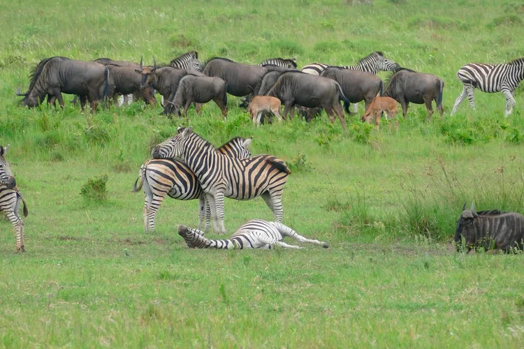 ÁFRICA DO SUL: animais selvagens foram reintroduzidos no parque da zona úmida de iSimangaliso, na África do Sul, para atrair os turistas (Bernard Dupont/Divulgação)