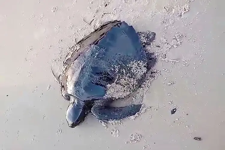 Poluição: até o momento, em todo o Nordeste, 16 tartarugas-marinhas, espécie ameaçada de extinção, foram contaminadas pela substância (Julio Deranzani Bicudo/Reuters)