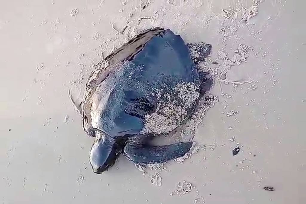 Mancha de óleo no Nordeste ameaça tartarugas, aves e peixe-boi