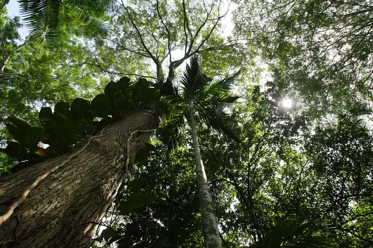 Amazônia (Paulo Amorim/Getty Images)