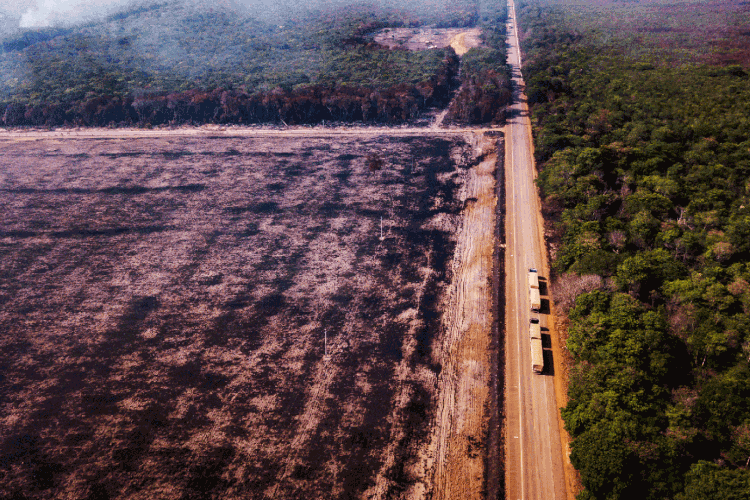 Desmatamento: os dados foram coletados por meio do sistema Deter, que publica alertas de desmatamento na floresta (Gustavo Basso/Getty Images)