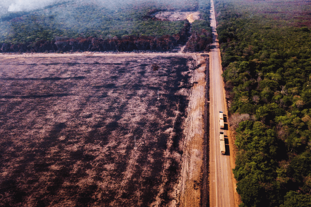 Desmatamento na Amazônia nos 12 meses até julho foi o maior em 11 anos