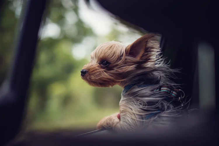 Uber Pet: passageiro deverá pagar taxa a mais para transportar animal de estimação  (heatherwalker/Getty Images)