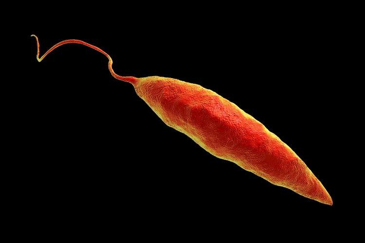 Parasitas: um dos desafios é descobrir como surgiu o patógeno e por quais vetores ele é transmitido para os seres humanos (Dr_Microbe/Getty Images)