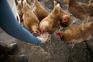 Imagem referente à matéria: Aluguel de galinhas cresce nos EUA com alta de até 350% no preço dos ovos