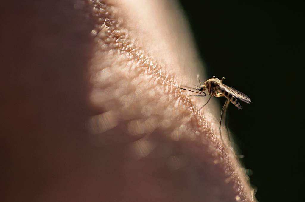 Descoberta abre caminho para barrar transmissão da malária no Brasil