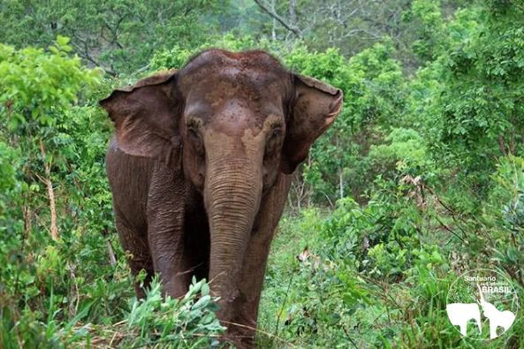 Santuário: Ramba irá para o Santuário de Elefantes Brasil e poderá conviver com outras duas elefantas (Divulgação/Santuário de Elefantes Brasil/Agência Brasil)