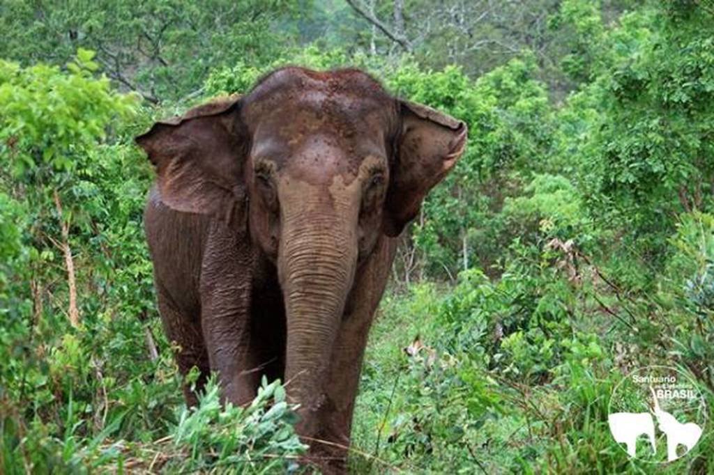Santuário de Elefantes no Mato Grosso se prepara para receber nova hóspede