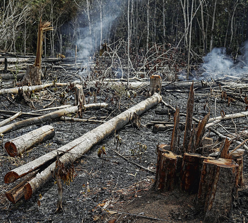 Menos floresta e menos renda na Amazônia