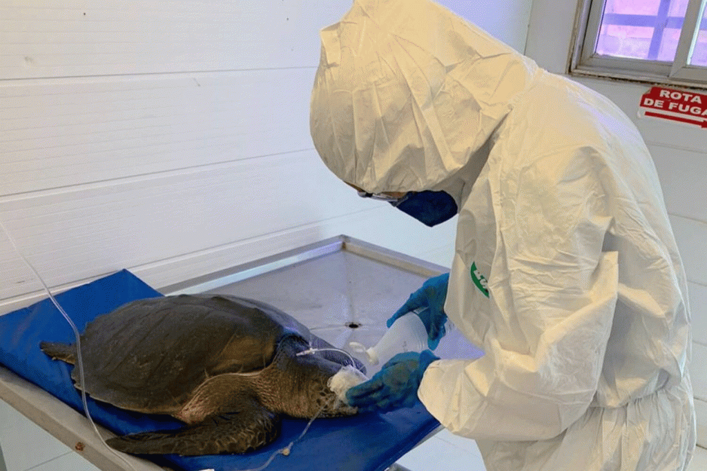 Tartarugas atingidas pelo óleo podem levar meses para voltar para casa