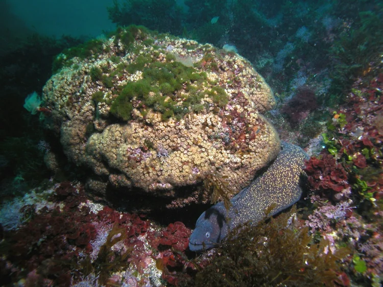 Um coral é constituído de pequenas criaturas chamadas pólipos, que expelem um exosqueleto calcário ou de matéria orgânica, que se unem em colônias e podem ser encontrado em todos oceanos. (AFP/AFP)