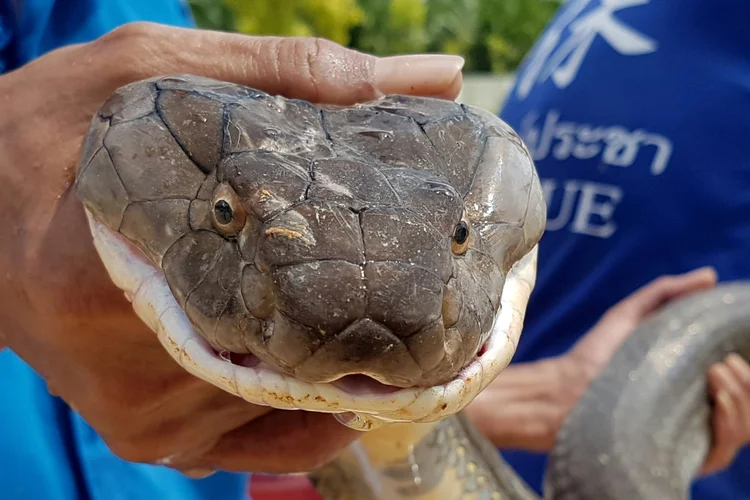 Um funcionário da Fundação Krabi Pitakpracha segura a cobra real de quatro metros que retirou de um esgoto no sul da Tailândia (AFP/AFP)