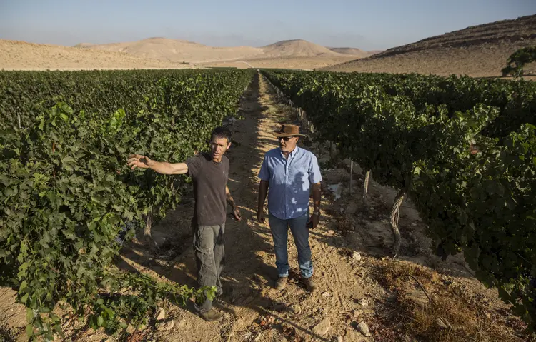 Negev Desert, em Israel: ambiente para um vinhedo em pauta (Heidi Levine/The New York Times)
