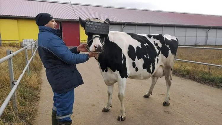 Vaca moderna: animal utiliza dispositivo VR para combater a ansiedade (Ministério da Agricultura e Comida para Animais da Rússia/Divulgação)