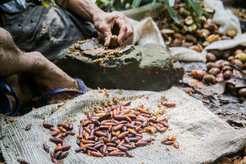 Da floresta à indústria: desafios de vender produtos da Amazônia