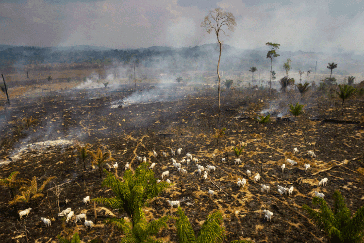 Amazônia: houve 412 km² de corte raso dentro das florestas protegidas pelo governo federal, ante 223 km² do período anterior (Gustavo Basso/Getty Images)