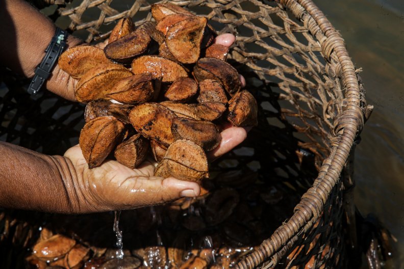 No pão da Wickbold, um ingrediente para a preservação da Amazônia