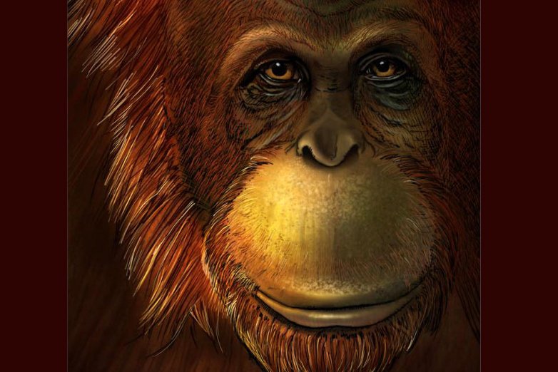 Estudo sobre o maior macaco da história pode ajudar a entender evolução