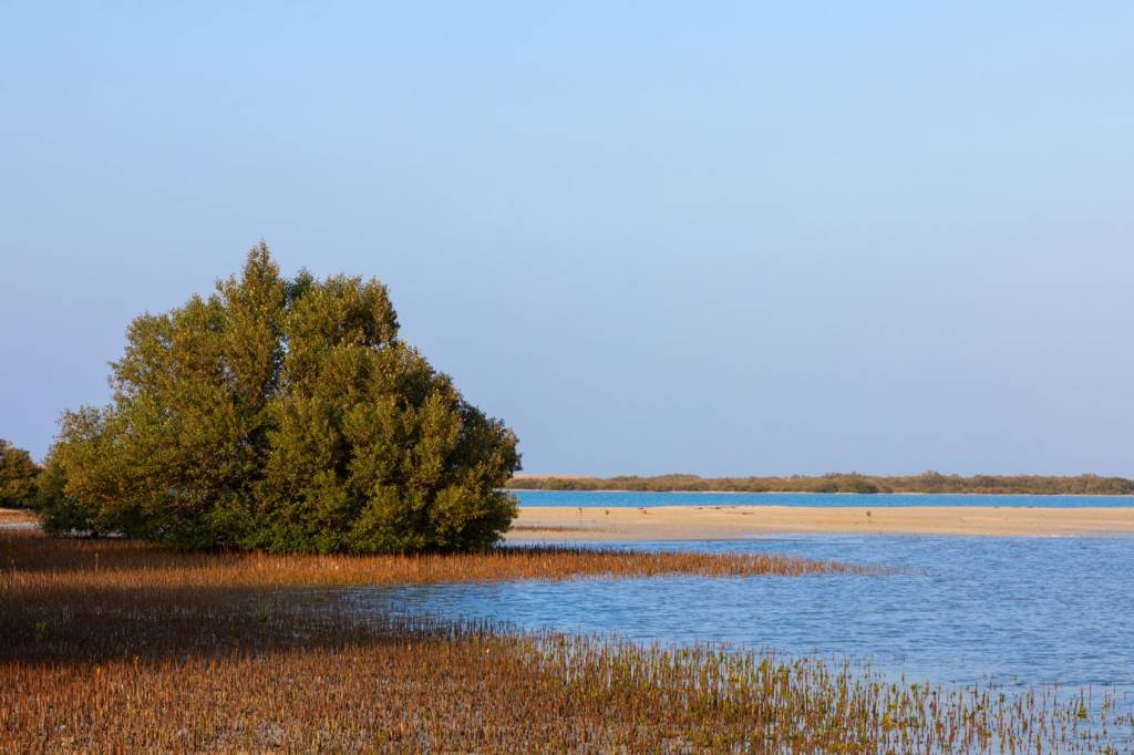 Em meio à crise do óleo, governo retira diretriz de proteção de manguezal