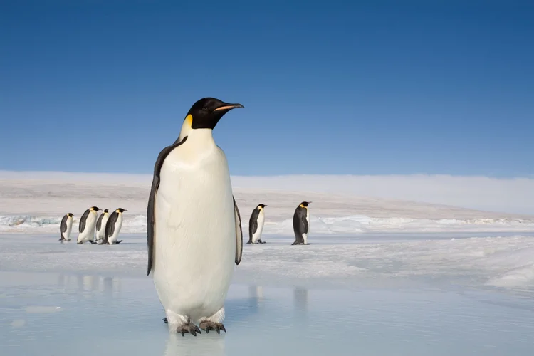 Pinguim: o maior espécime do animal registrado poderia atingir 2,30 metros de altura (Paul Souders/Getty Images)