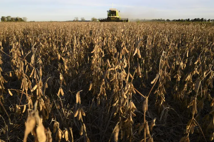 Plantação: Argentina é líder mundial na exportação de farelo de soja para ração animal e óleo de soja para cozinhar. (Diego Giudice/Bloomberg)