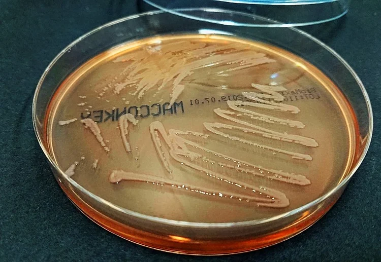 Bactérias: antibióticos podem vir de outras bactérias (Wikimedia Commons/Wikimedia Commons)