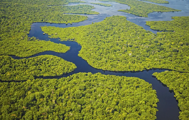 A grande floresta: para desenvolver ciência de ponta na região, é preciso criar uma instituição capaz de atrair talentos e gerar mão de obra (Ian Trower/Getty Images)