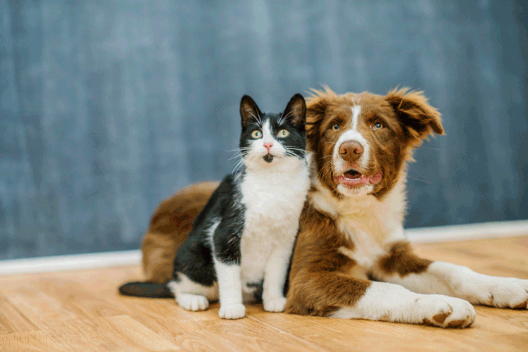 Saiba como introduzir um cachorro e um gato e Promover uma convivência harmoniosa (FatCamera/Getty Images)