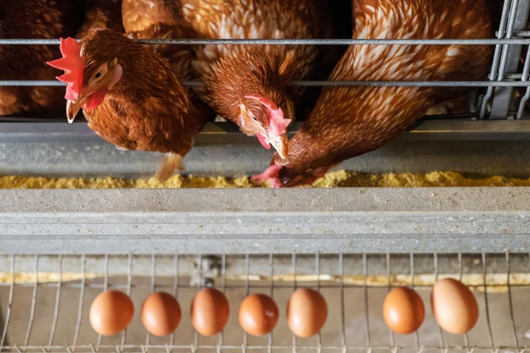 Galinhas: medida vale para aves de produção e ornamentais. (chee gin tan/Getty Images)