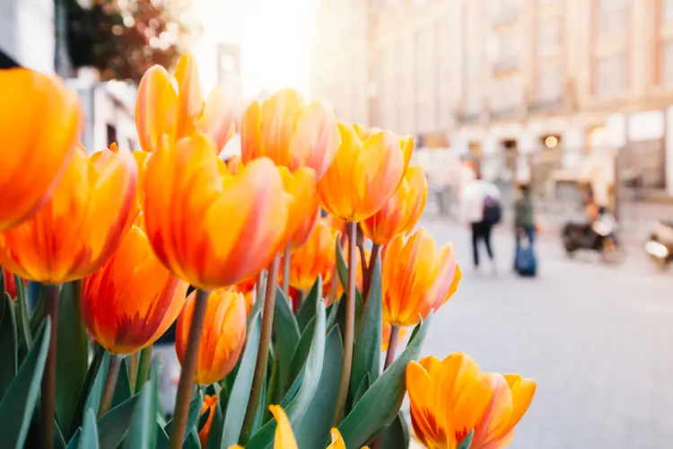 Tulipas laranjas em Amsterdã, na Holanda
 (serts/Getty Images)