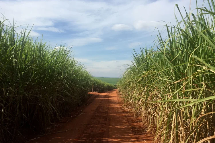 Plantação de cana de açúcar: Brasil chegou a produzir 35 bilhões de litros de etanol nesta safra (Marcelo Teixeira/Reuters)