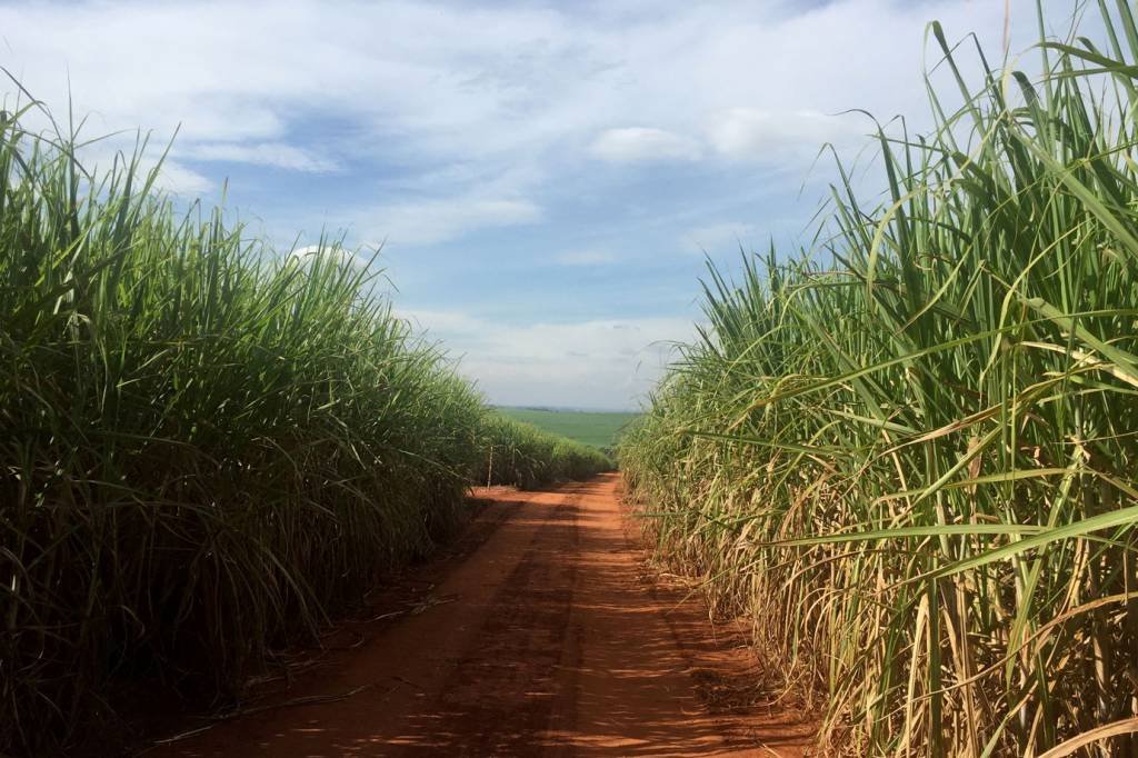 Produção recorde de etanol do Brasil pode não ser suficiente