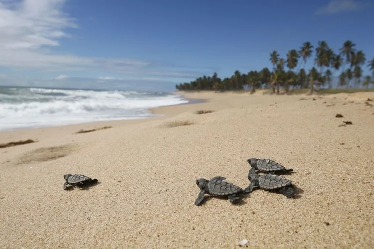 Soltura de filhotes de tartarugas monitorados pelo Projeto Tamar: projeto comemora 40 anos (Fernando Frazão/Agência Brasil)