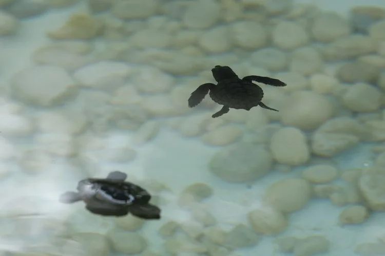 Filhotes recém nascidos: tartarugas enfrentam problemas como a poluição dos oceanos (Fernando Frazão/Agência Brasil)