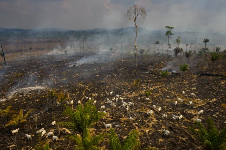 Queimadas: incêndios no Pará são investigados pelo justiça estadual  (NurPhoto/Getty Images)