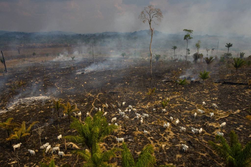 Incêndios no Pará devem ser investigados na esfera federal, defende MPF